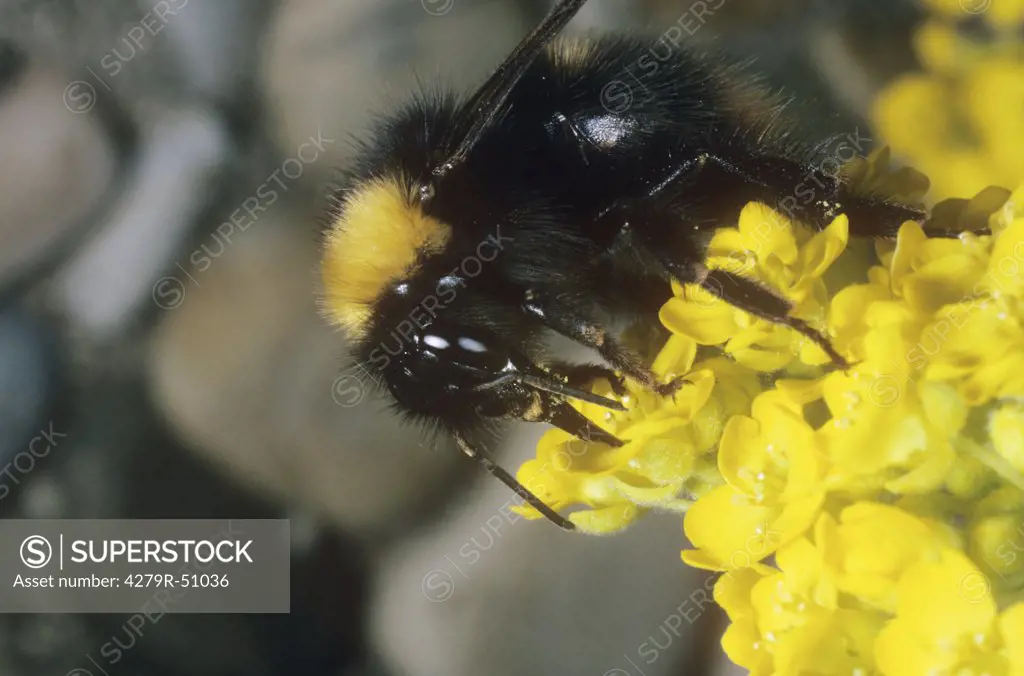 buff-tailed bumblebee at blossoms , Bombus terrestris