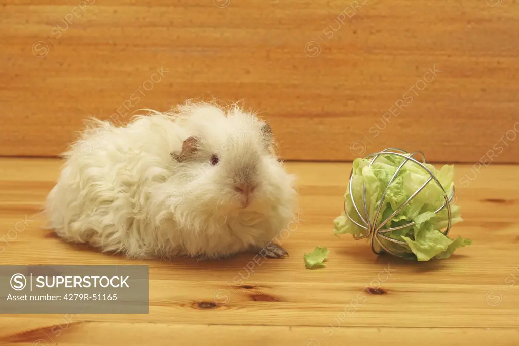 Texel guinea pig with salad