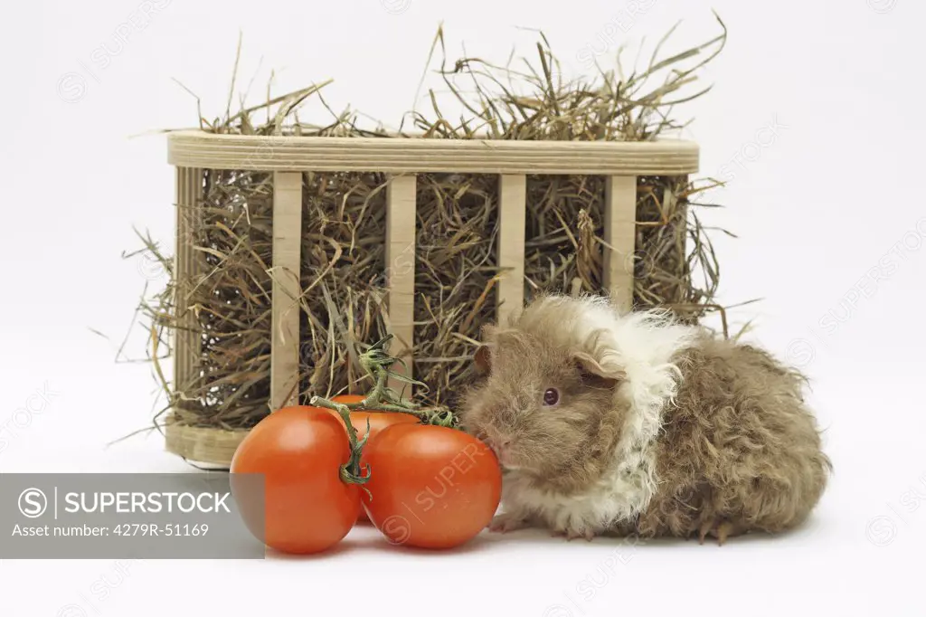young Texel guine pig with tomatoes