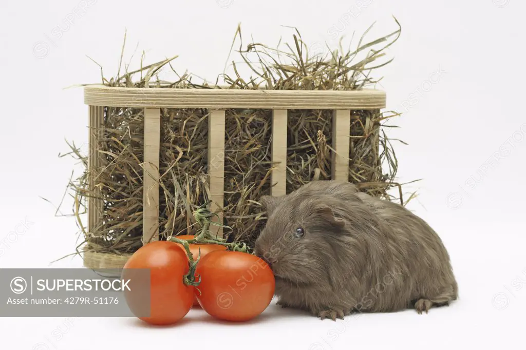 Sheltie guinea pig with tomatoes