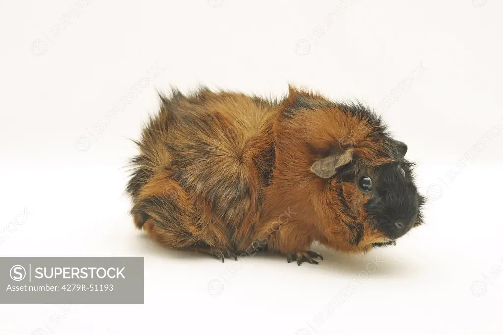 rosette guinea pig (brindle) - cut out