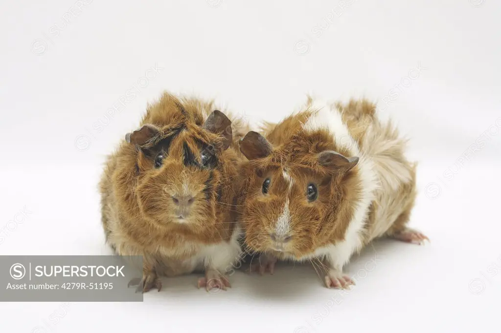 two guinea pigs - cut out
