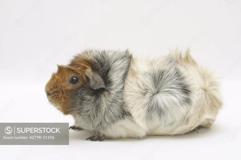 rosette guinea pig - cut out