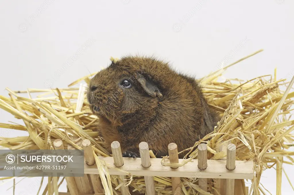 guinea pig in hay