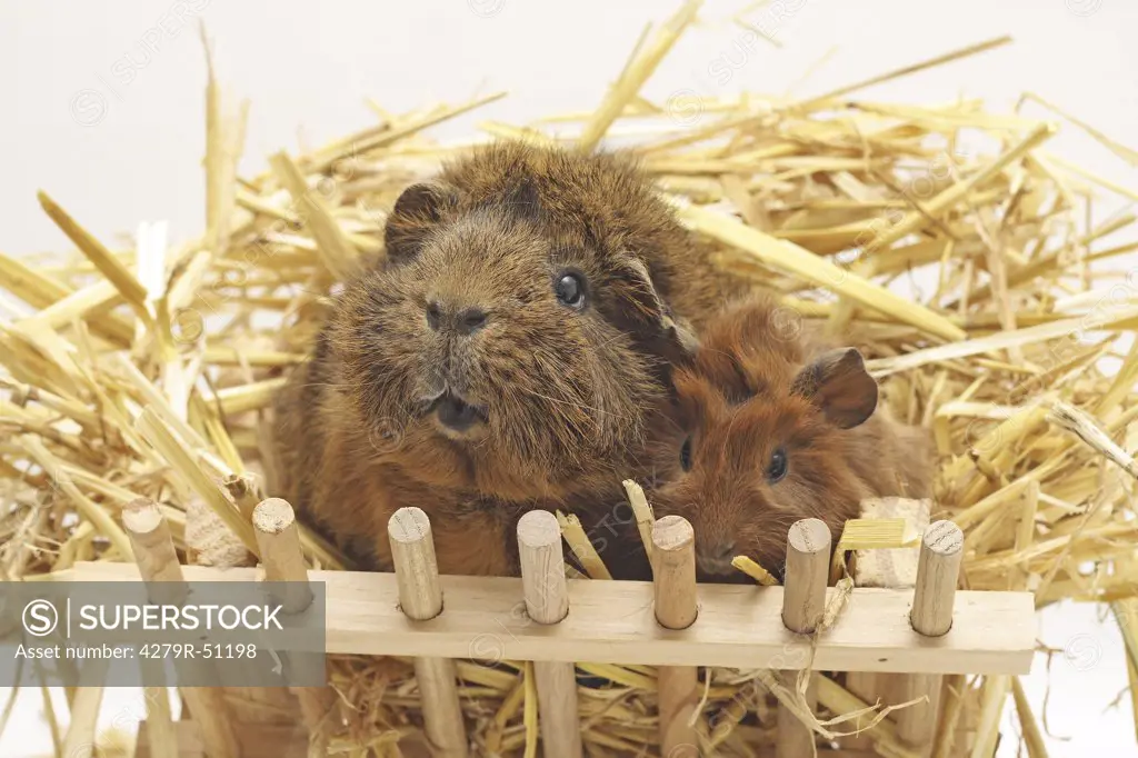 guinea pig in hay