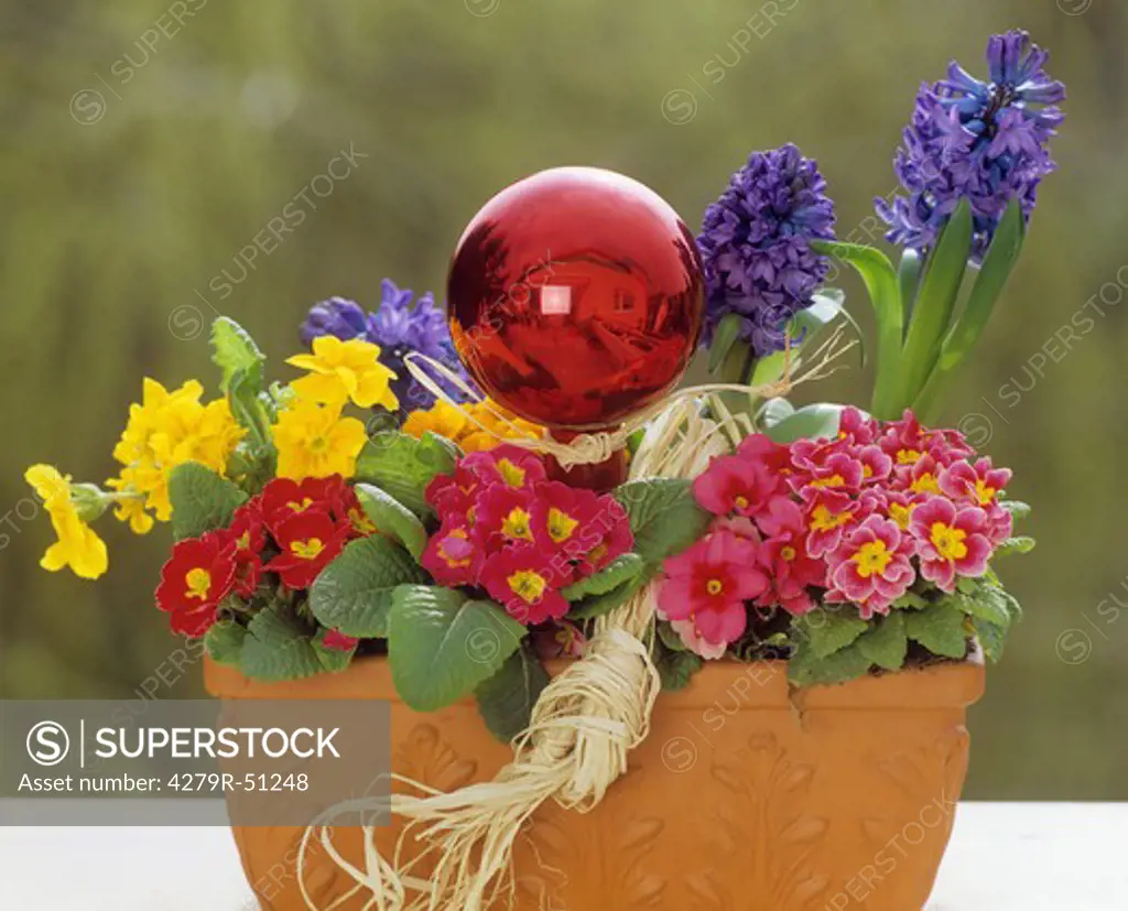 flowerpot with primroses and hyacinths
