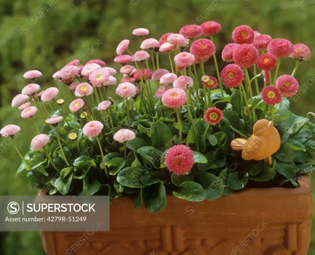 flowerpot with common daisies