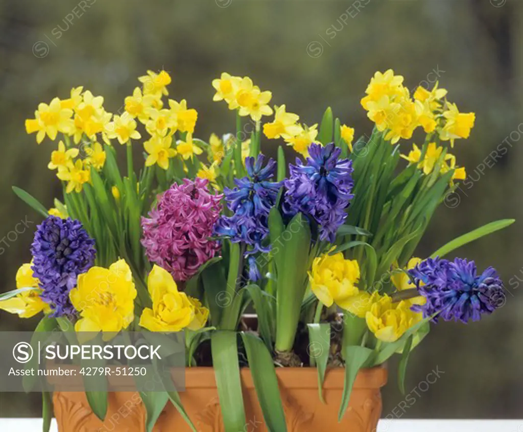 flowerpot with tulips , hyacinths and daffodils