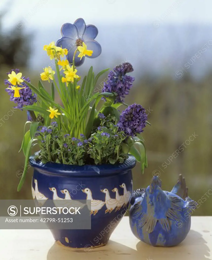 flowerpot with daffodils , Forget-me-nots and hyacinths