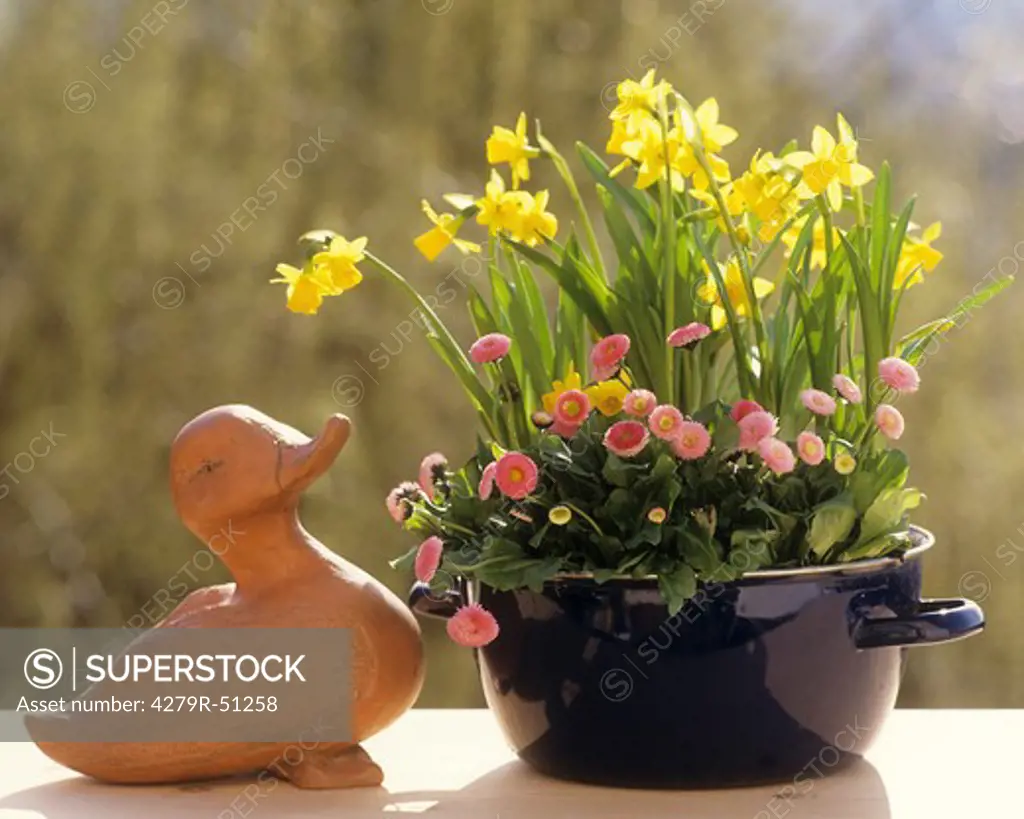 flowerpot with common daisies and daffodils
