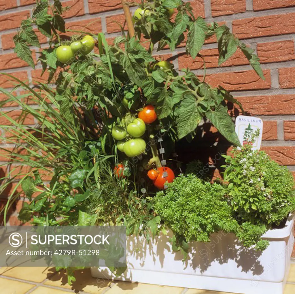 tomatoes and herbs in pot