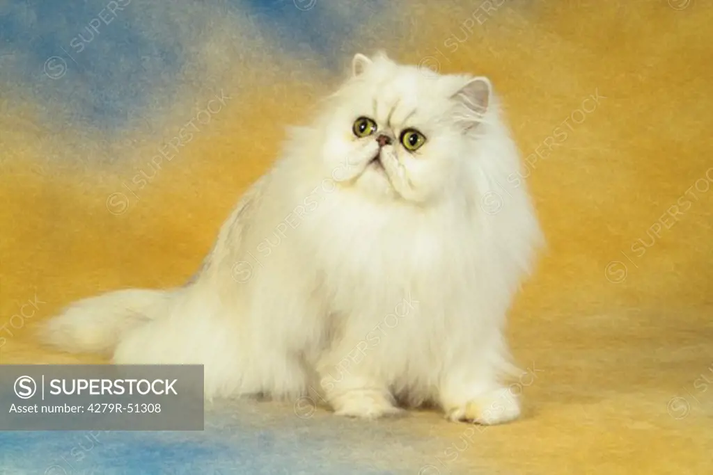 Persian cat - sitting - cut out