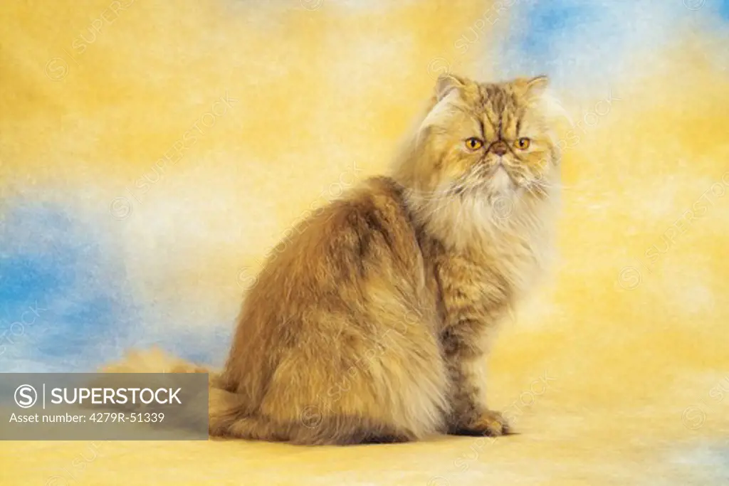 Persian cat - sitting -  cut out