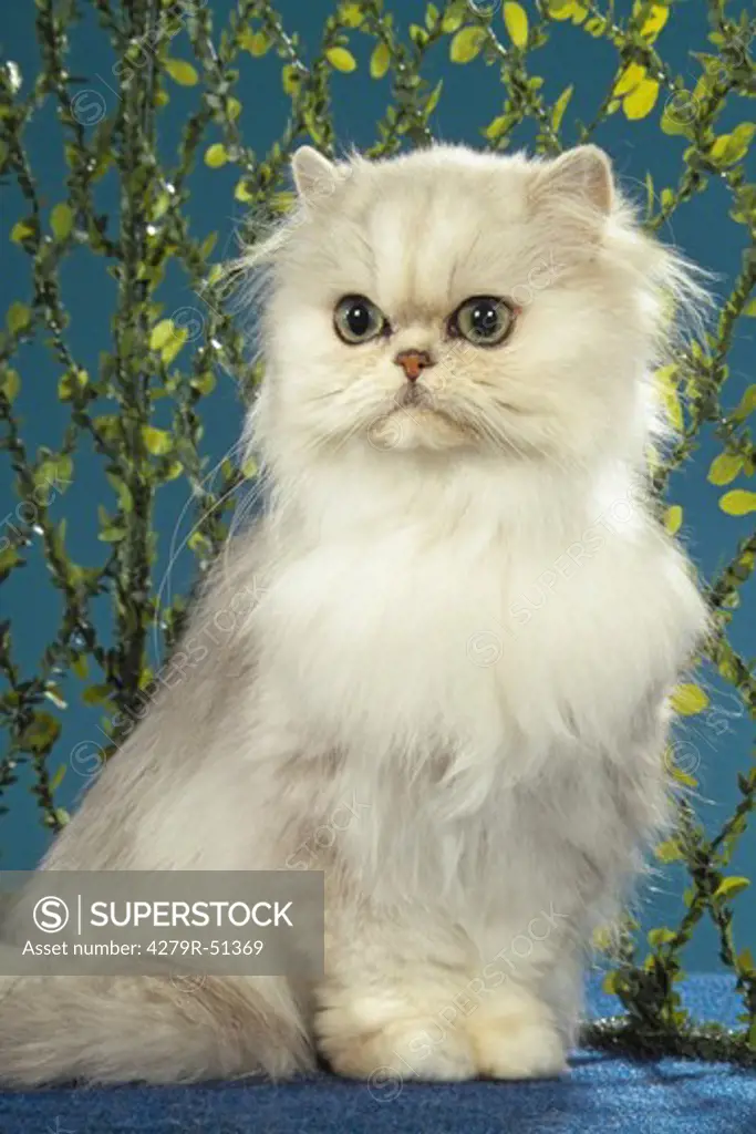 Persian cat - sitting lateral