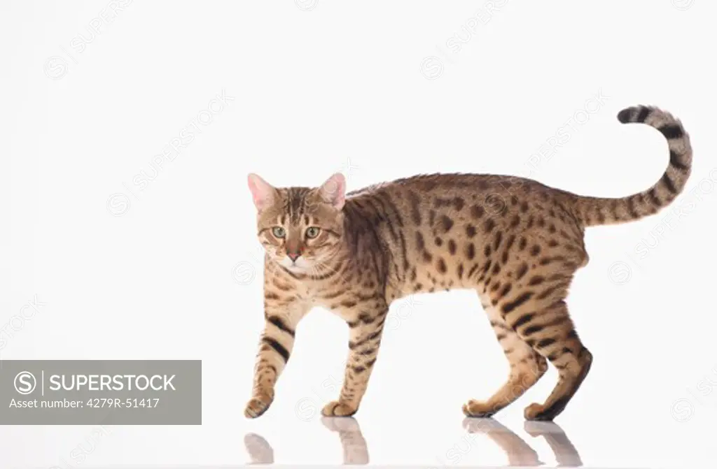 Bengal cat - walking - cut out