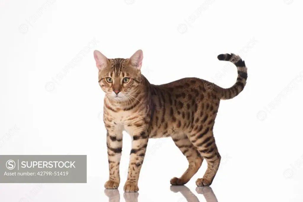 Bengal cat - standing - cut out