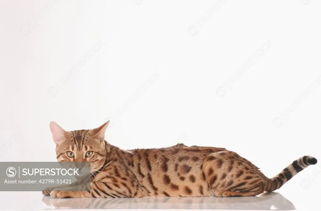 Bengal cat - lying - cut out