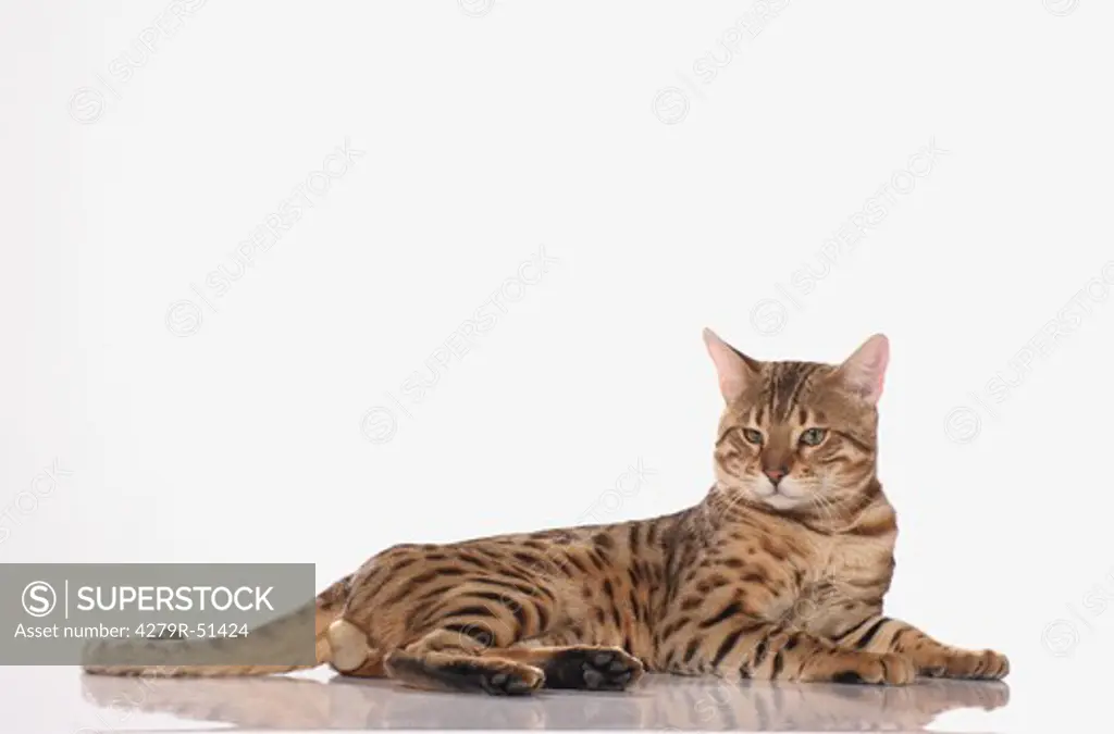 Bengal cat - lying - cut out