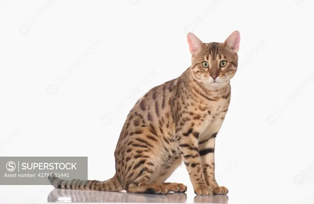 Bengal cat - sitting - cut out