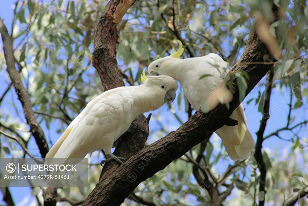 two sulphur-crested cockatoos - on branch , Cacatua galerita