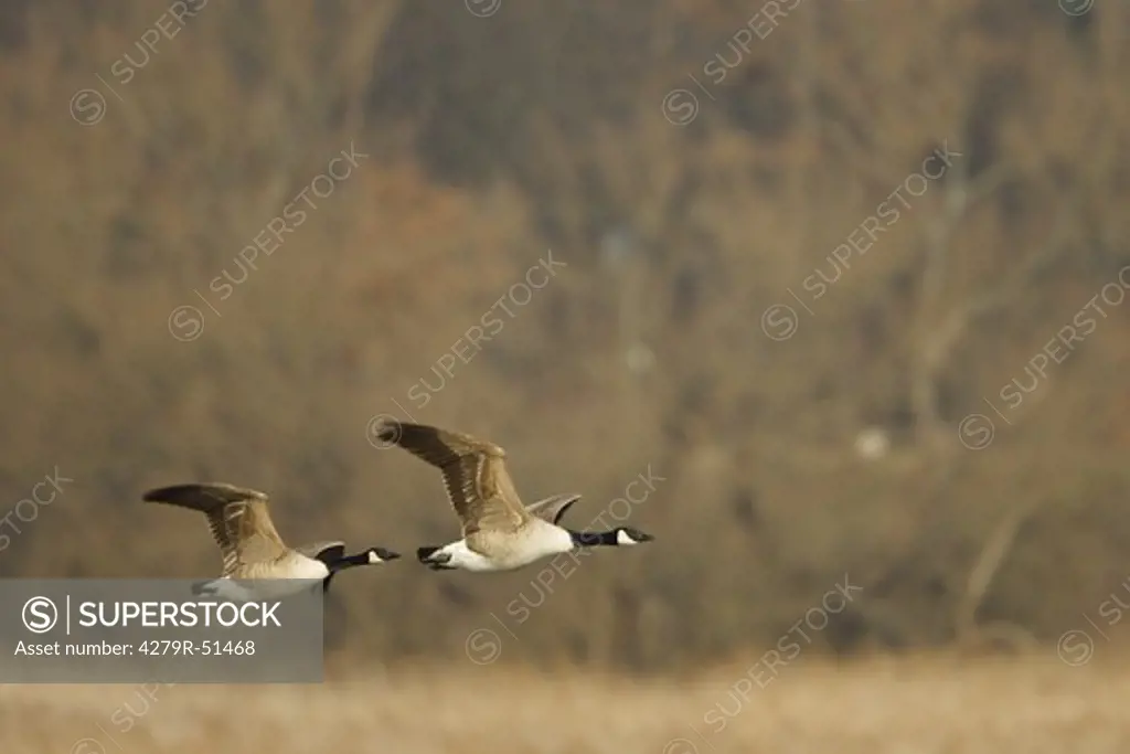 two greylag geese - flying , Anser anser