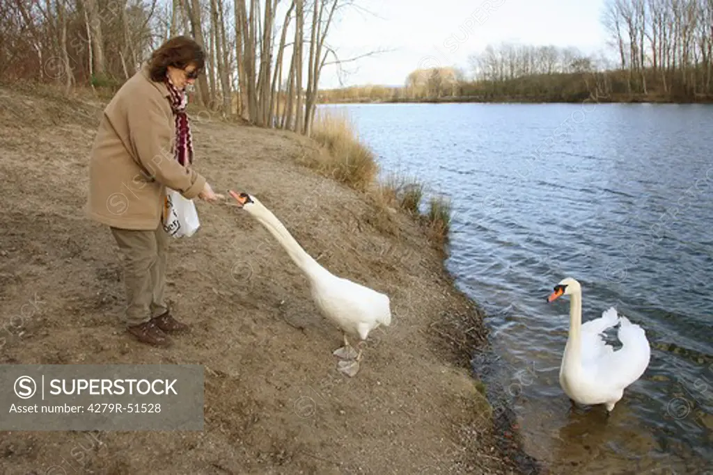 woman feeding mute swans , Cygnus olor