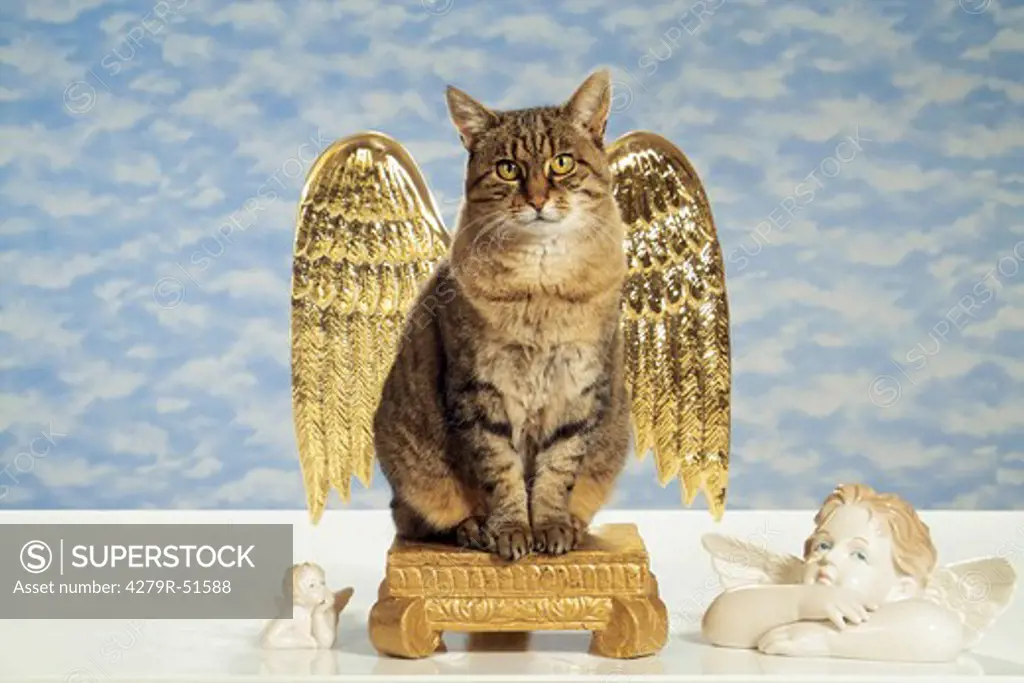 tabby domestic cat with angel's wings