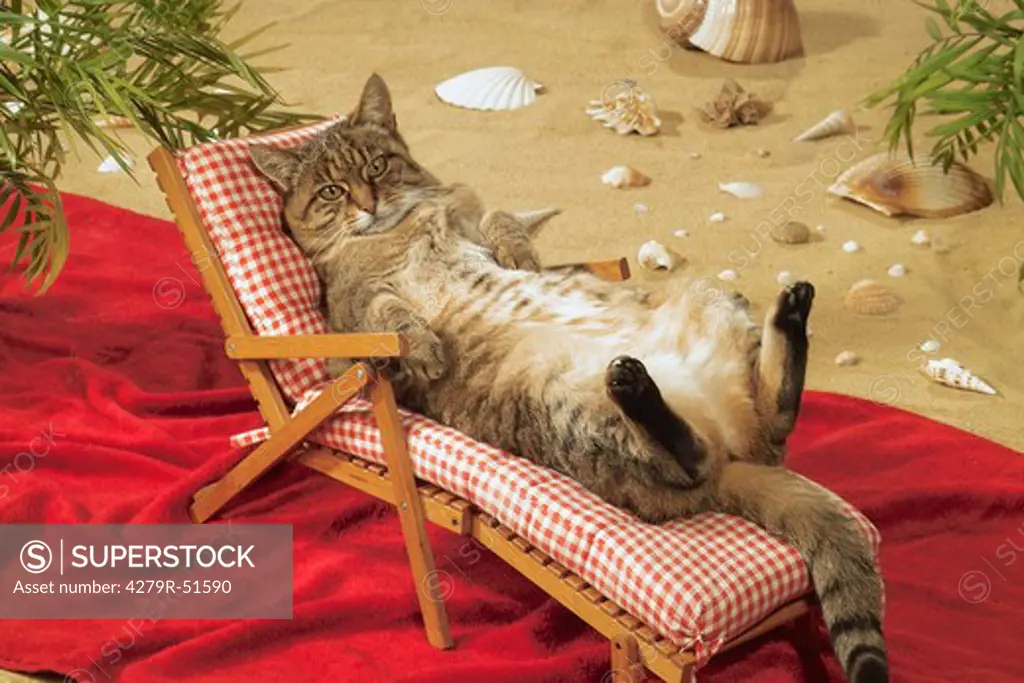tabby domestic cat - lying on deck chair