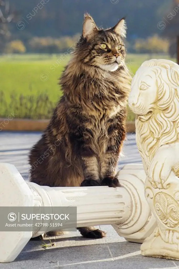 Maine Coon - standing next to statue