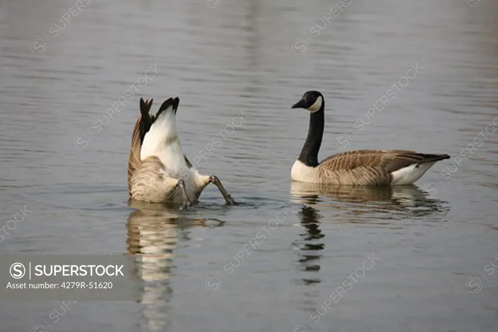 two Canada geese - in water , Branta canadensis