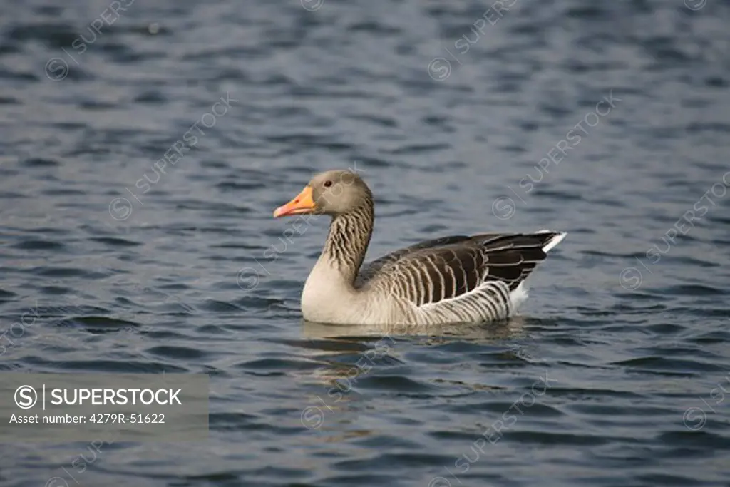 greylag goose - in water , Anser anser
