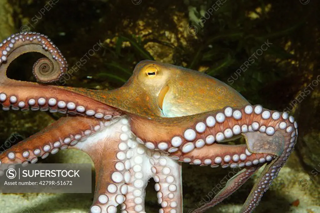 common octopus , Octopus vulgaris