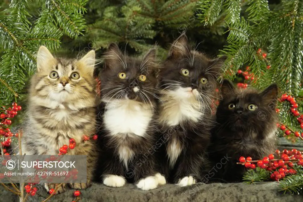 four Maine Coon kittens between twigs