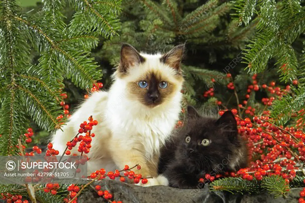 young Sacred cat of Burma and young Maine Coon