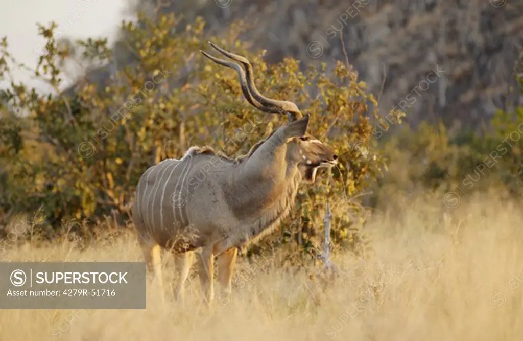 greater Kudu , Tragelaphus strepsiceros