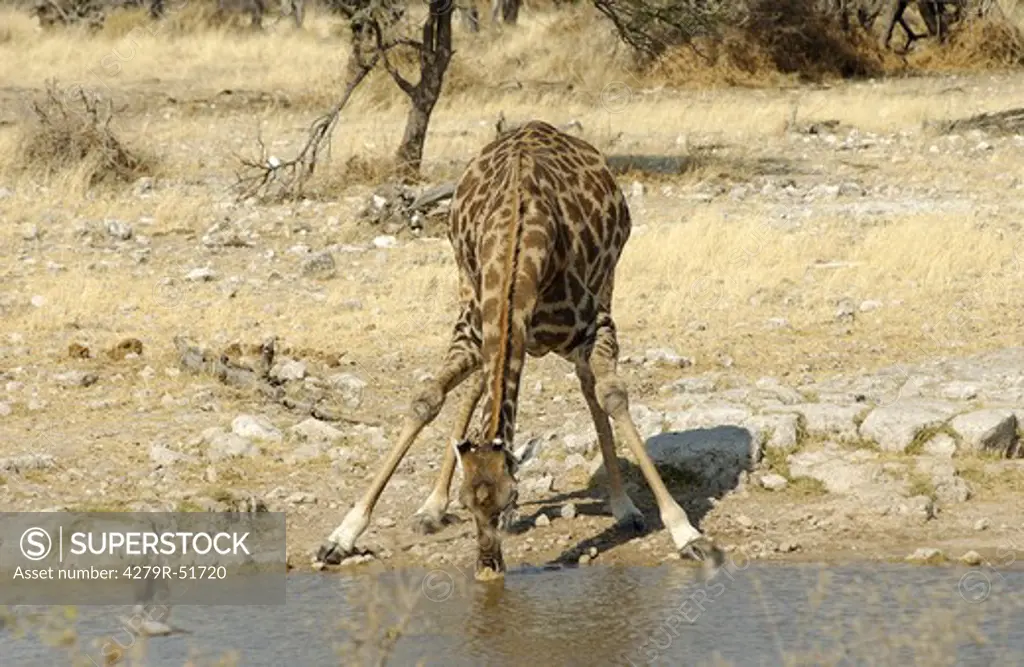 giraffe - drinking , Giraffa camelopardalis