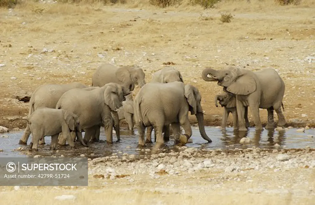 African elephants - herd in water , Loxodonta africana