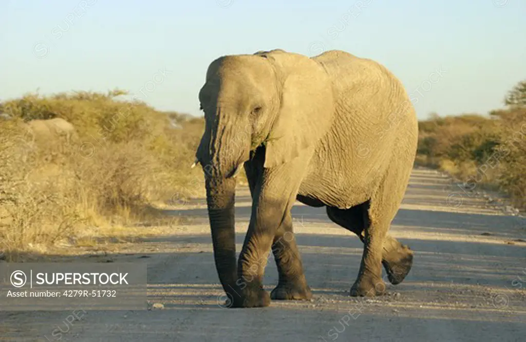 African elephant - crossing a road , Loxodonta africana