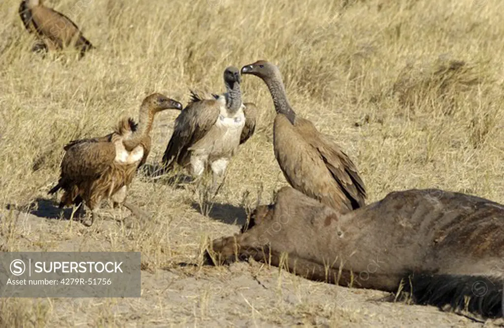 white-backed vultures next to carcass , Gyps africanus