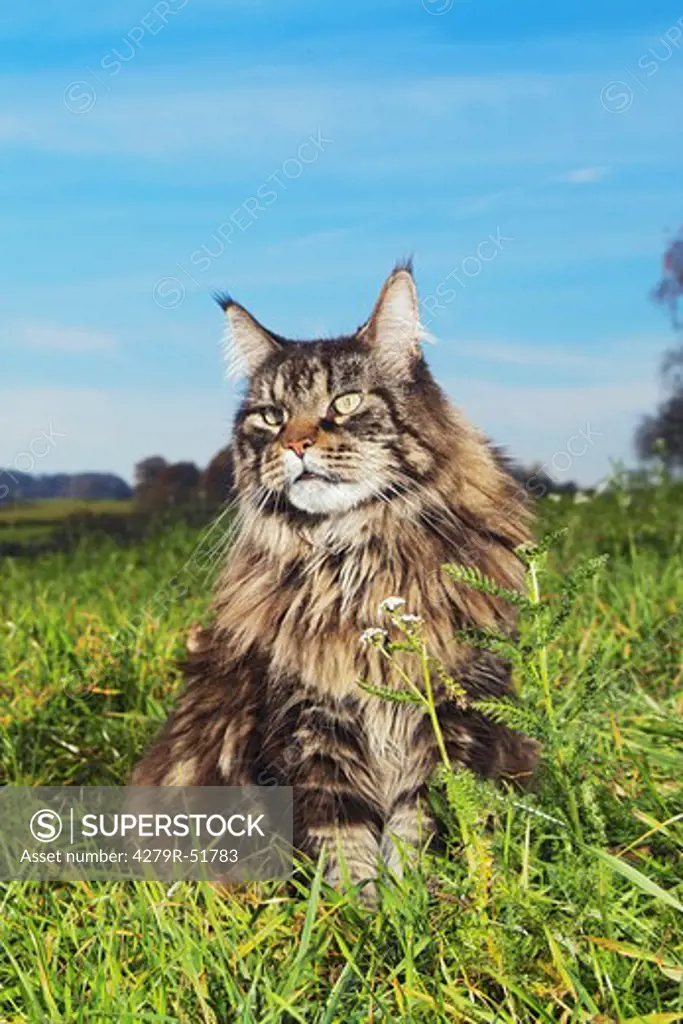 Maine Coon - sitting on meadow