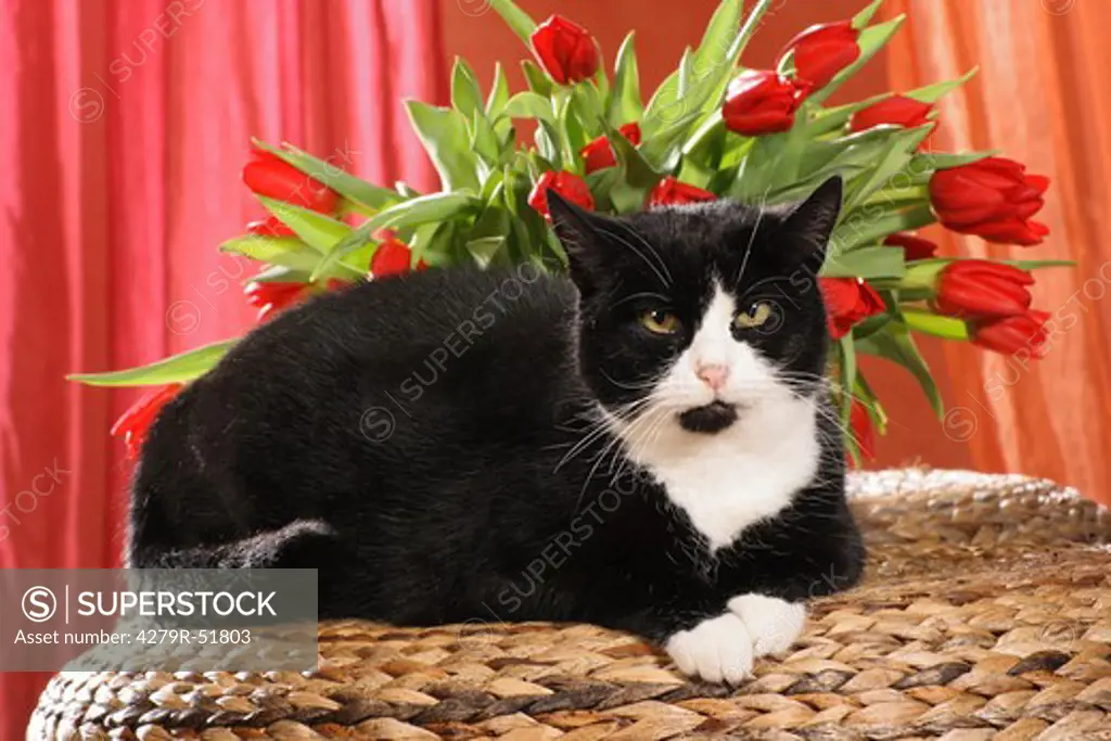 domestic cat - lying in front of flowers
