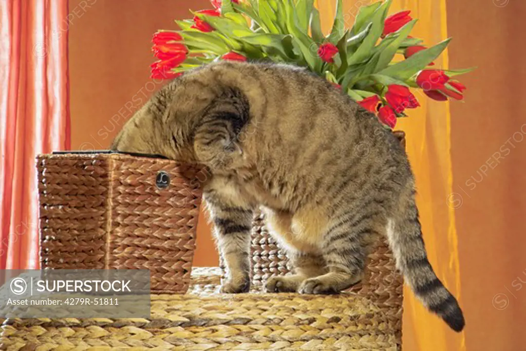 tabby domestic cat - looking in basket