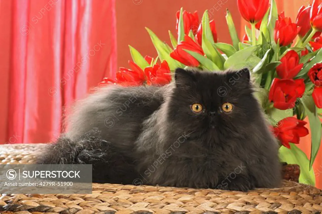 Persian cat - lying lateral