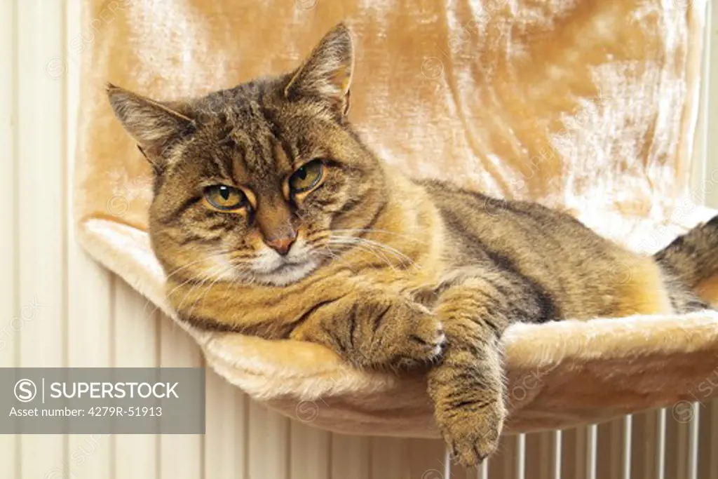 tabby domestic cat - lying