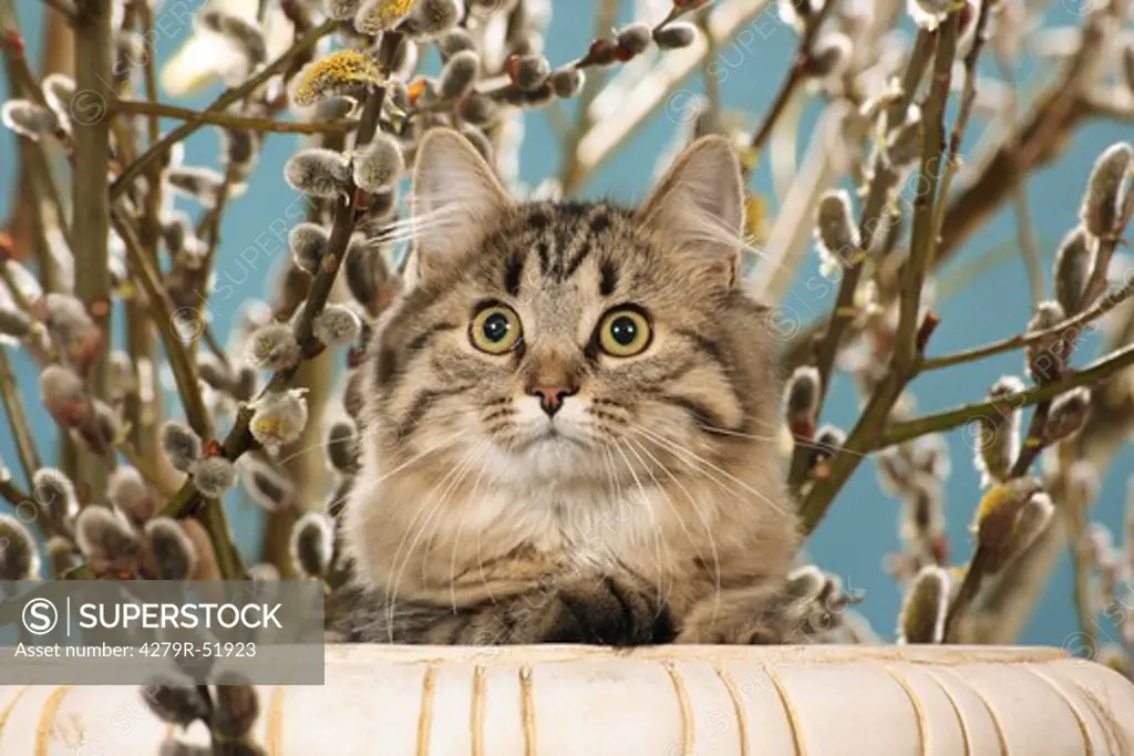 Siberian forest cat - in front of catkins