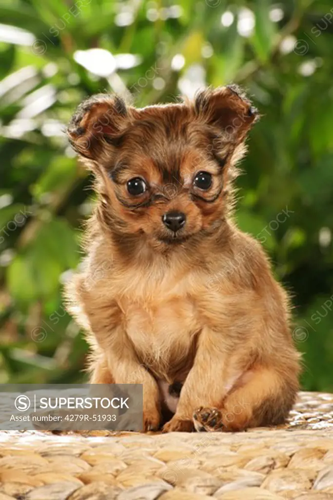 Russian Toy Terrier puppy - sitting