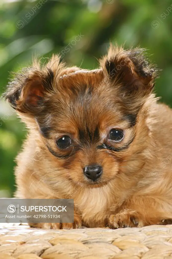 Russian Toy Terrier puppy - lying