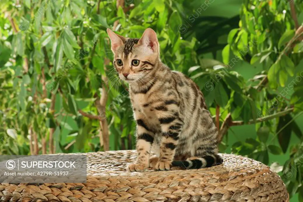 Bengal kitten - sitting