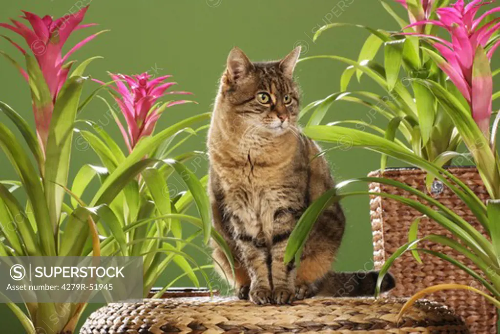 tabby domestic cat - between bromeliads
