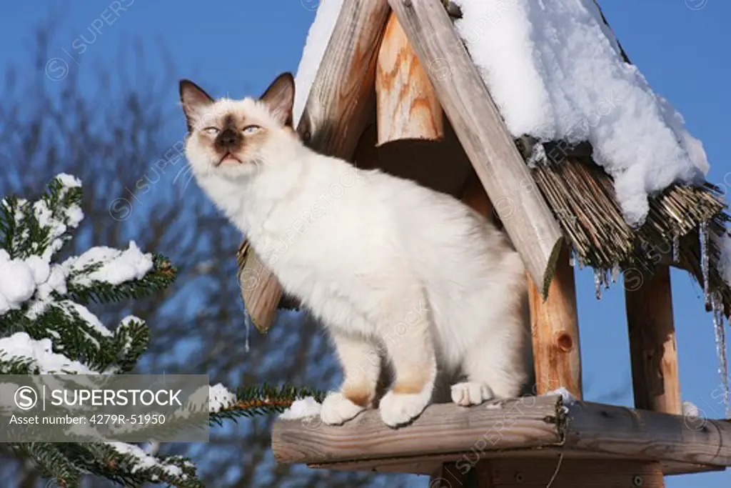 Sacred cat of Burma - in birdhouse